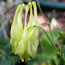 Aquilegia canadensis Corbett